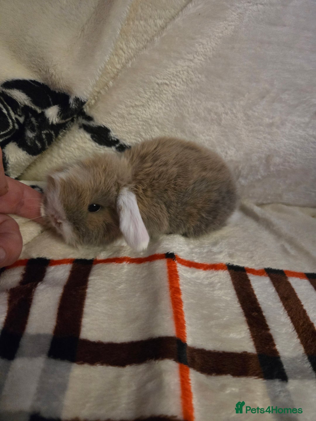 Mini Lop rabbits for sale: Stunning mini lops - Advert 2