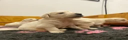 Golden Retriever dogs for sale: Golden Retriever - Advert 10