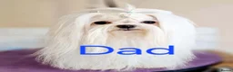 Malshi dogs for sale: MALSHI  - Advert 3
