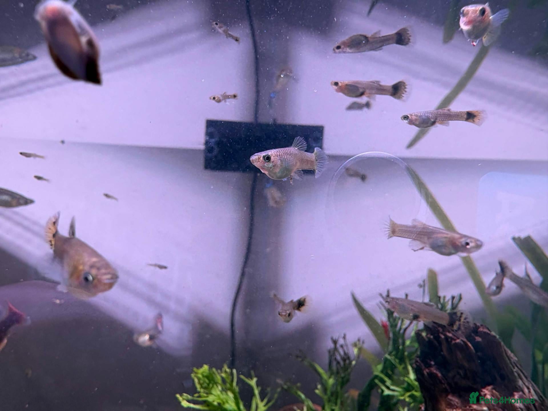 Live Bearers fish Guppies of all ages - Advert 1