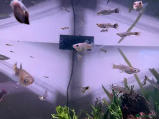 Live Bearers fish Guppies of all ages - Advert 1