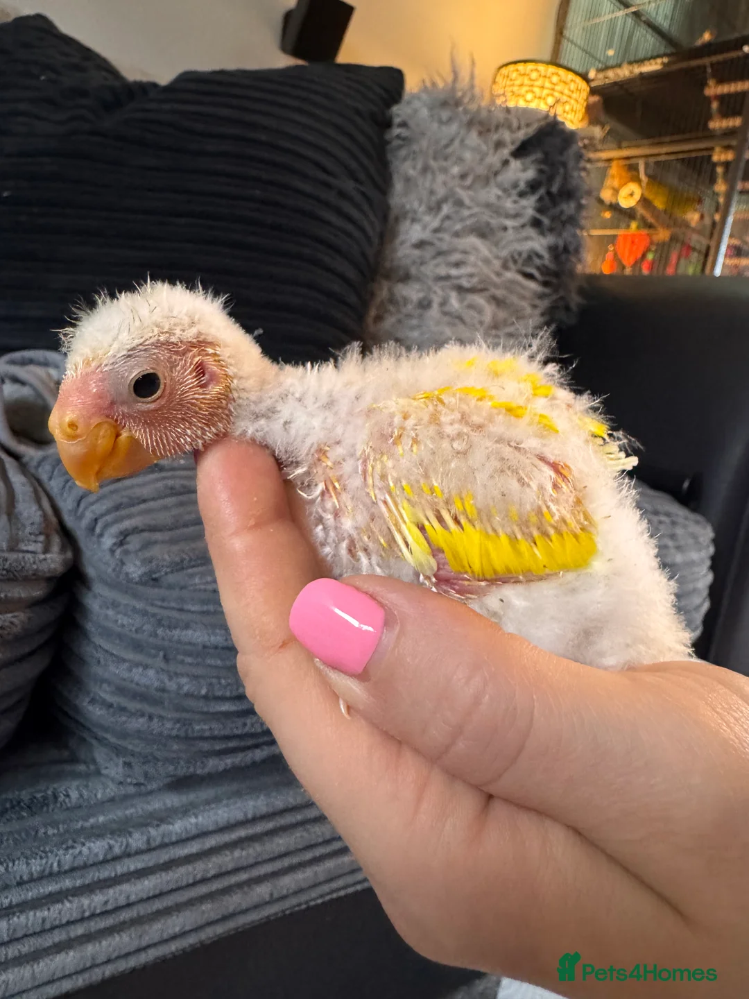 Parakeets birds for sale: Kakariki parakeets  - Advert 3