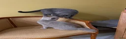 British Shorthair cats for sale: Blue British Shorthair - Advert 2