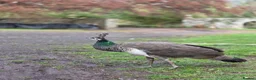 Peafowl poultry for sale: Peacocks and Peahens in Abergavenny - Advert 4