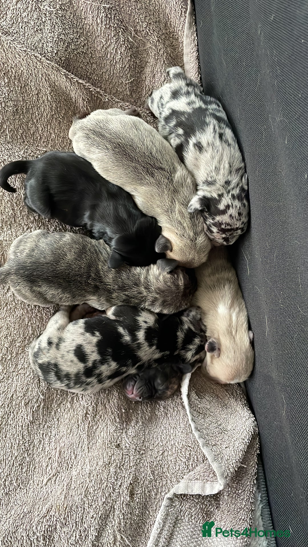 Mixed Breed dogs for sale: Frugs - Advert 4