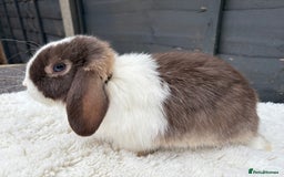 Mini Lop rabbits for sale: 🤎Chocolate Boy Mini Lop Ready to Leave 🤎 - Image 12