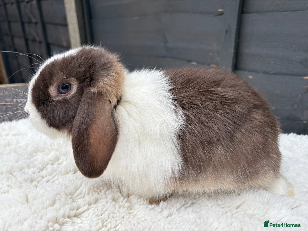 Mini Lop rabbits for sale: 🤎Chocolate Boy Mini Lop Ready to Leave 🤎 - Image 12