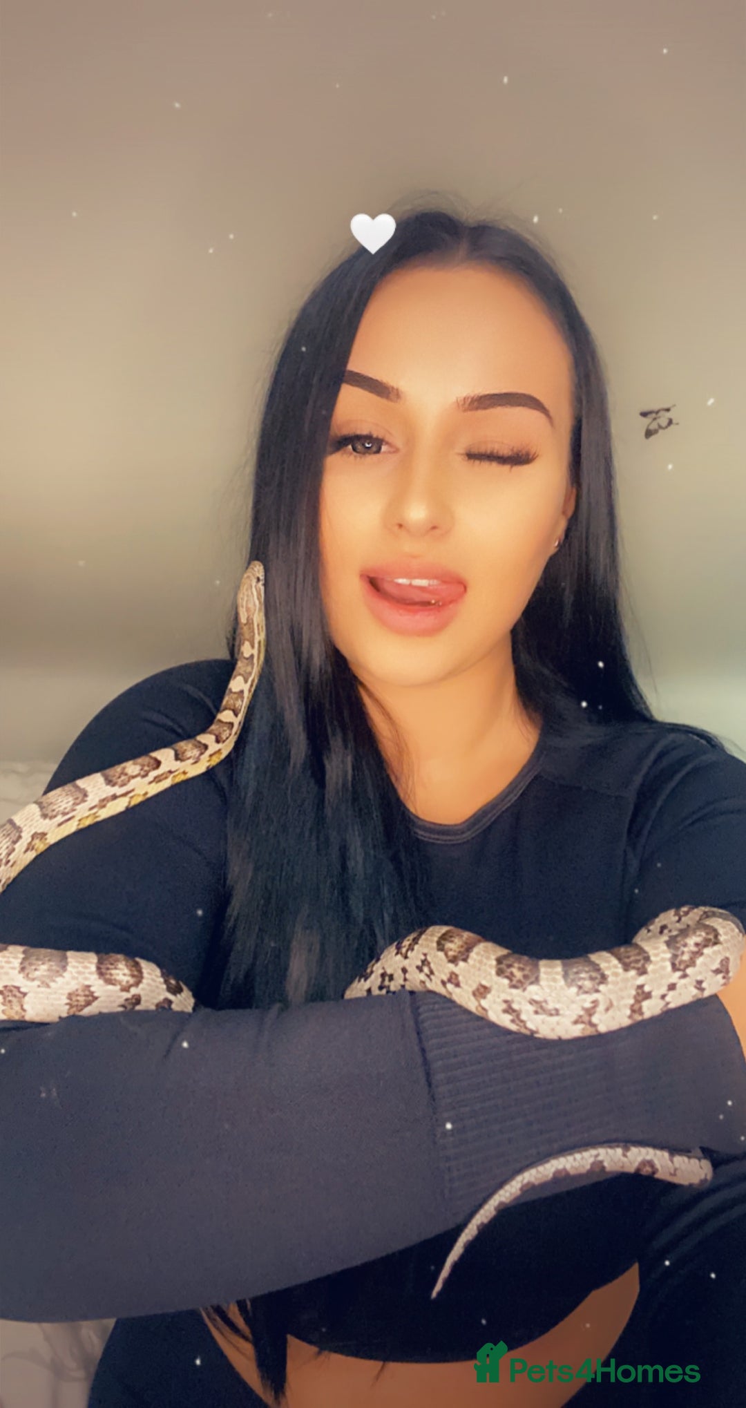 Corn Snake reptiles for sale: Adult Male Corn Snake + Full Setup for Sale - Image 2