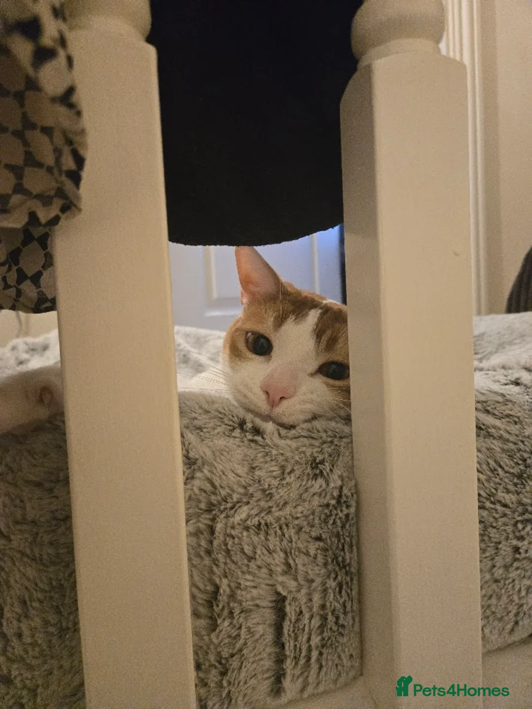 Domestic Shorthair cats for sale: Bella, Edward & Klaus in Sittingbourne - Advert 5