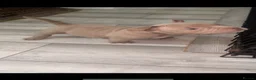 American Bully dogs for sale: American pocket bully puppies  - Advert 2