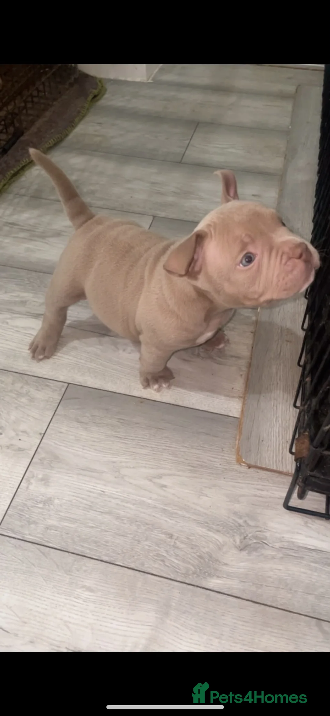 American Bully dogs for sale: American pocket bully puppies  - Advert 2