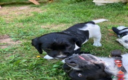 English Springer Spaniel dogs for sale: English Springer Spaniel Puppies for Sale - Image 24