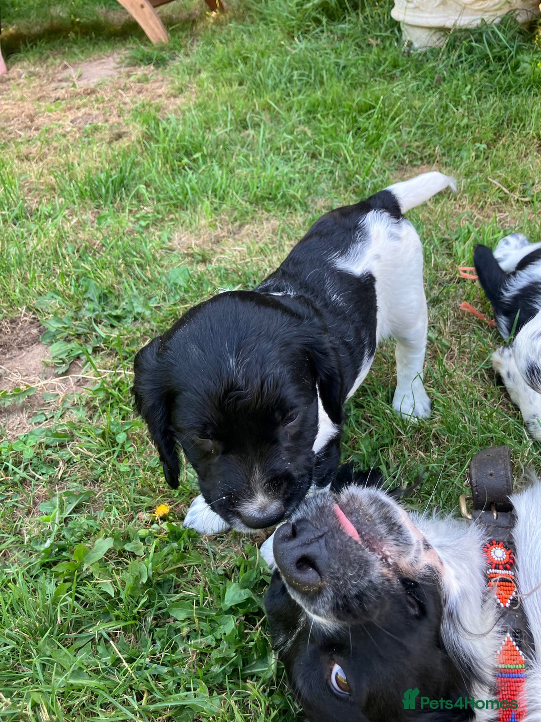 English Springer Spaniel dogs for sale: English Springer Spaniel Puppies for Sale - Image 24