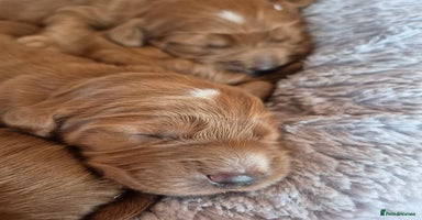 Cockapoo dogs - Advert 7