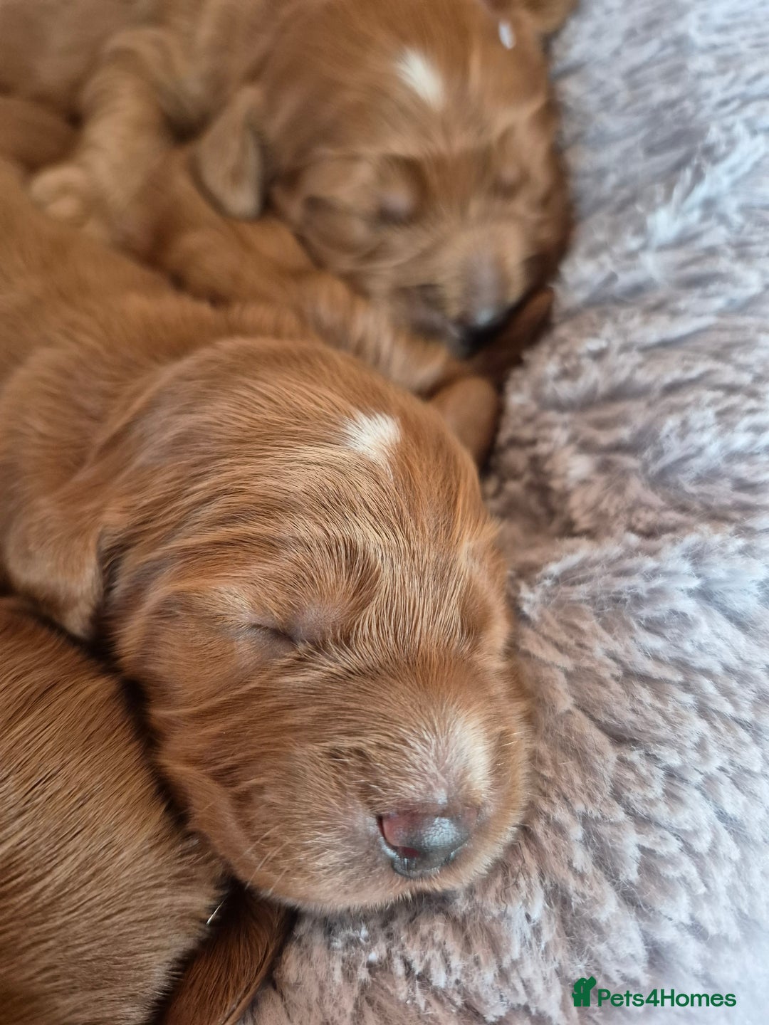 Cockapoo dogs for sale: red cockapoo f1 non fading - Image 2