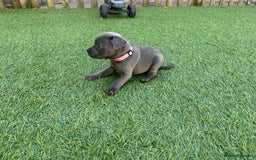 Staffordshire Bull Terrier dogs for sale: Stunning Blue staffy KC Registered Bullscaff Pups - Image 16