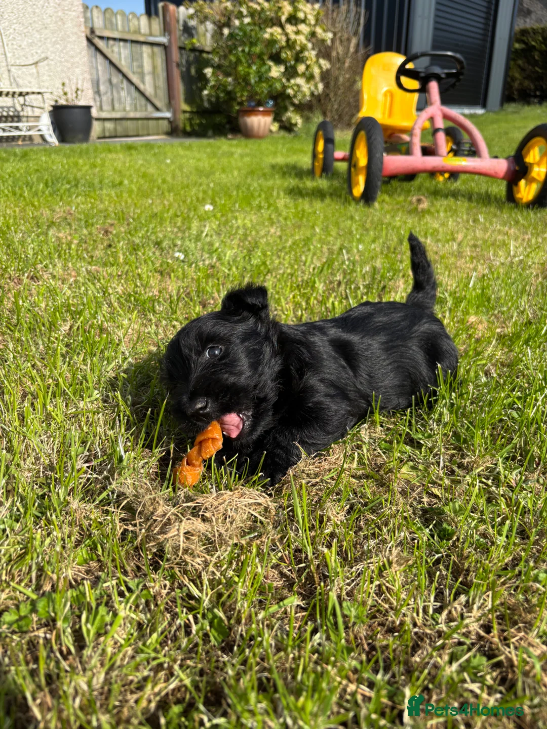 Scottish Terrier dogs for sale: Scottish terrier pups KC registered  - Advert 2