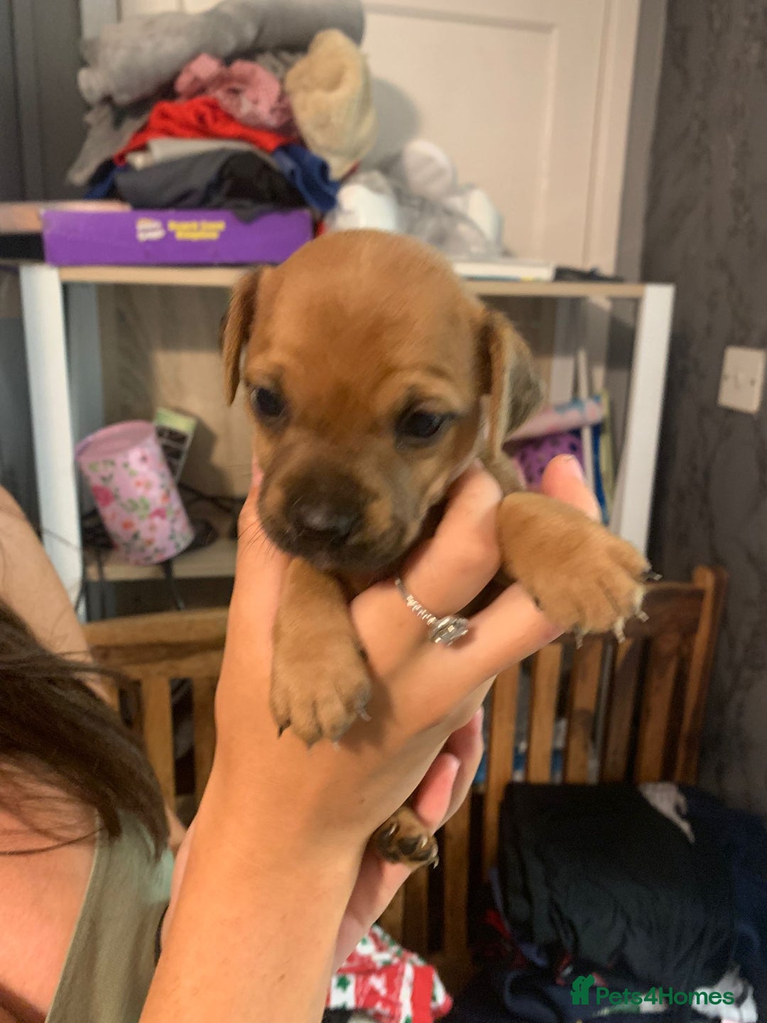 Jug dogs for sale: Beautiful litter of jack russle x jug - Image 1