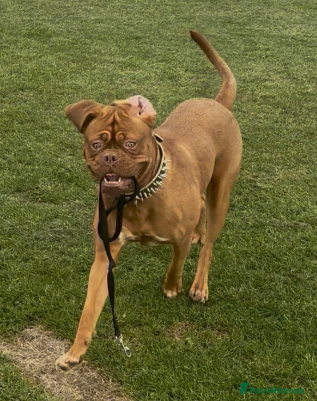 Dogue De Bordeaux dogs for sale: Dogue de bordeux in Solihull - Advert 2