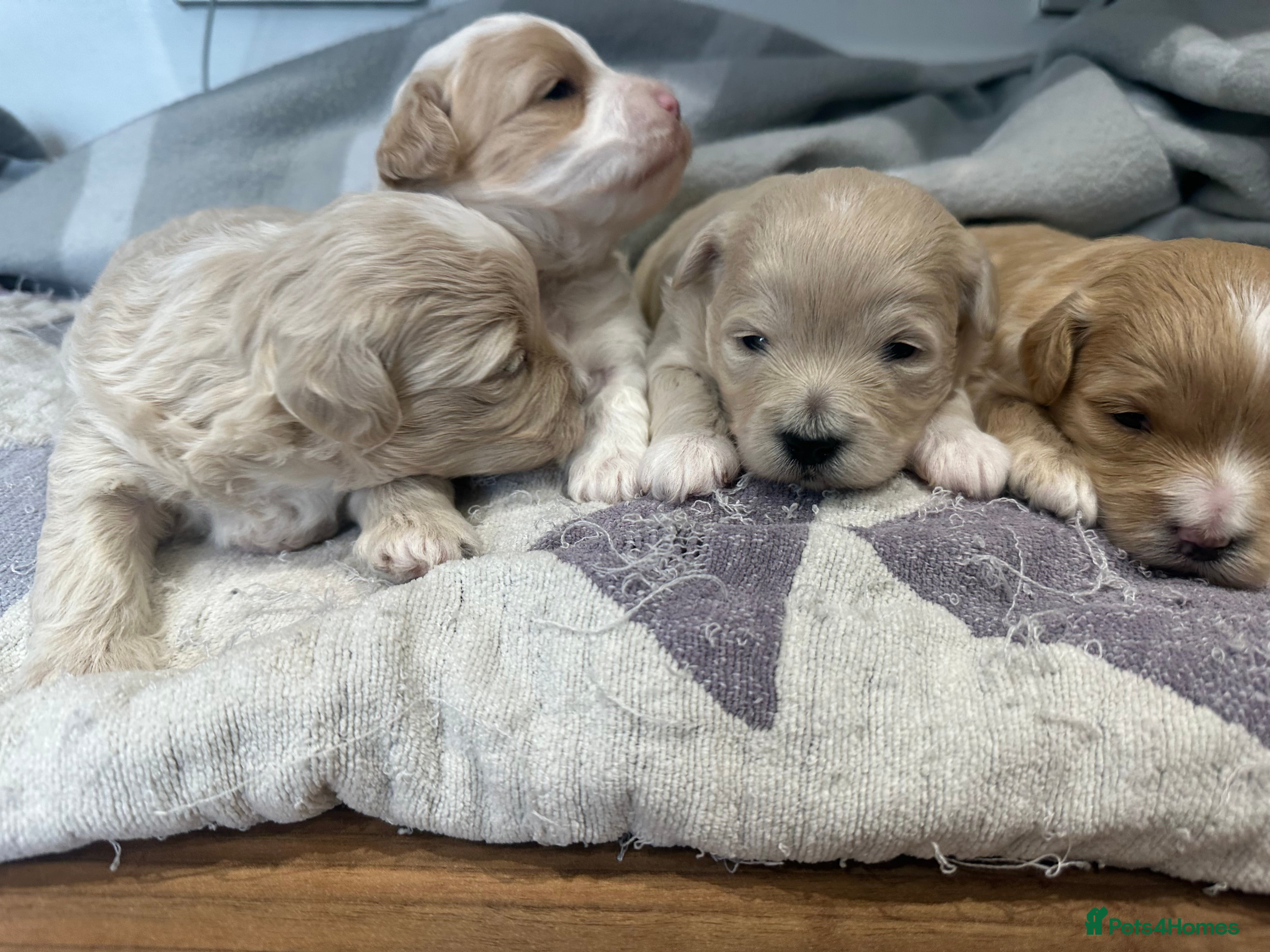 Maltipoo dogs Maltipoo babys - Advert 1