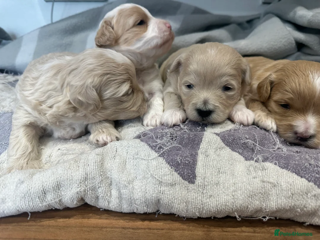 Maltipoo dogs for sale: Maltipoo babys in Portsmouth - Advert 1