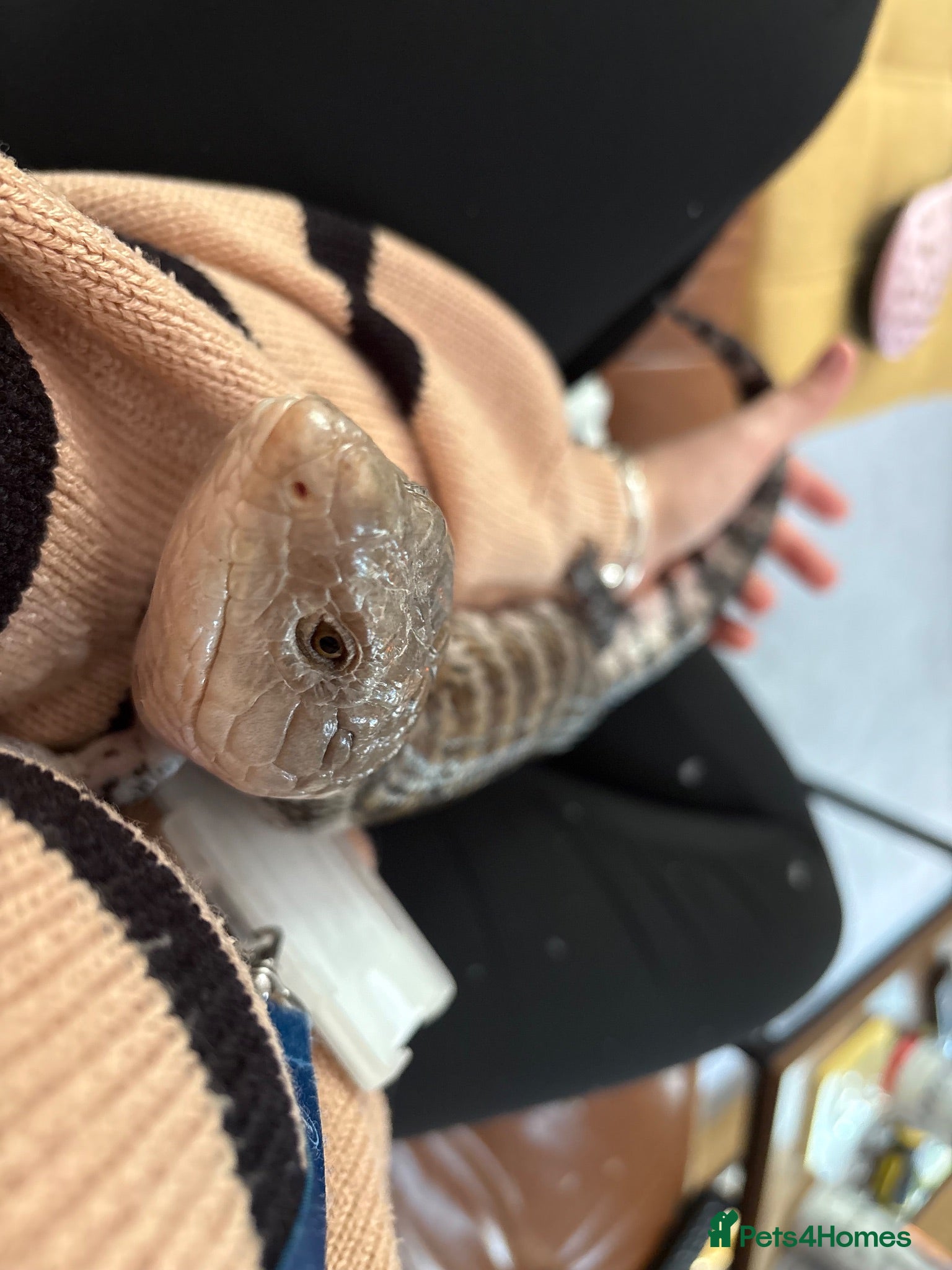 Skink reptiles Female Blue tongues skink and enclosure - Advert 15