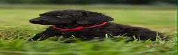 Irish Water Spaniel dogs for sale: Irish Water Spaniels  in Bishop Auckland - Advert 19