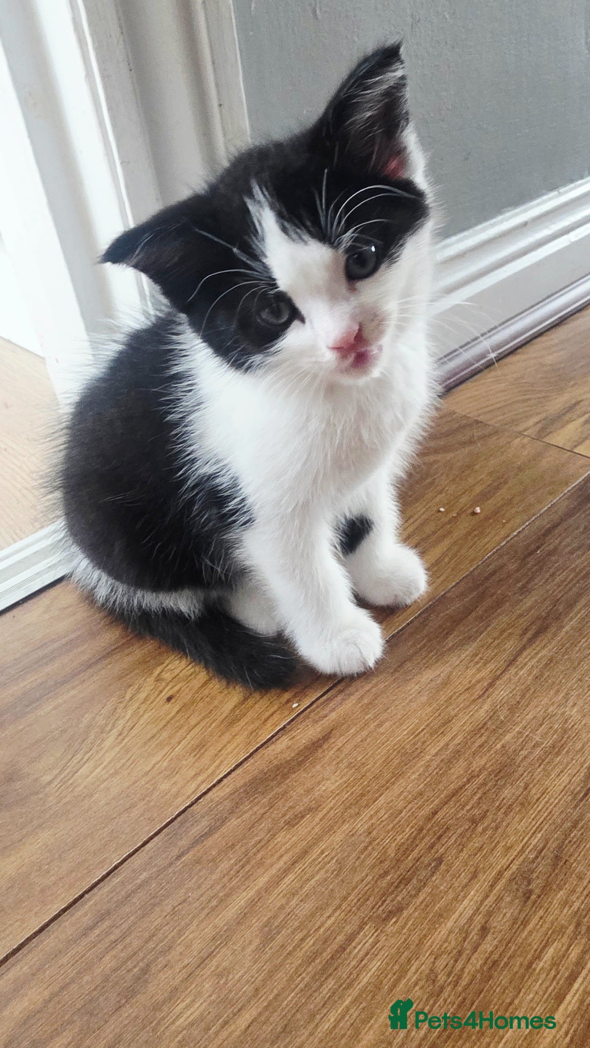 Mixed Breed cats for sale: Beautiful 1 Boy 1 Girl (British xRagdoll Mix) - Advert 1