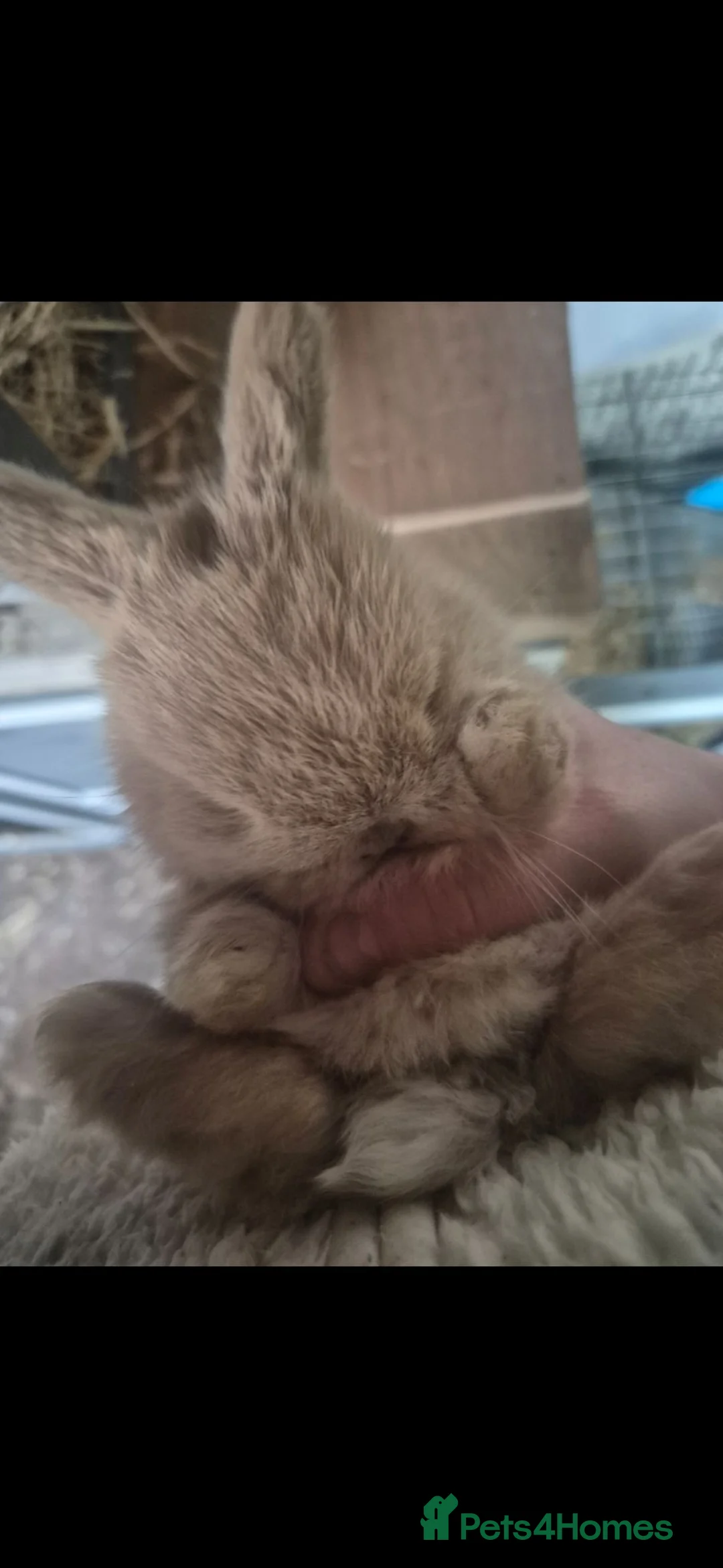 Mini Lop rabbits for sale: Mini lops - Advert 4