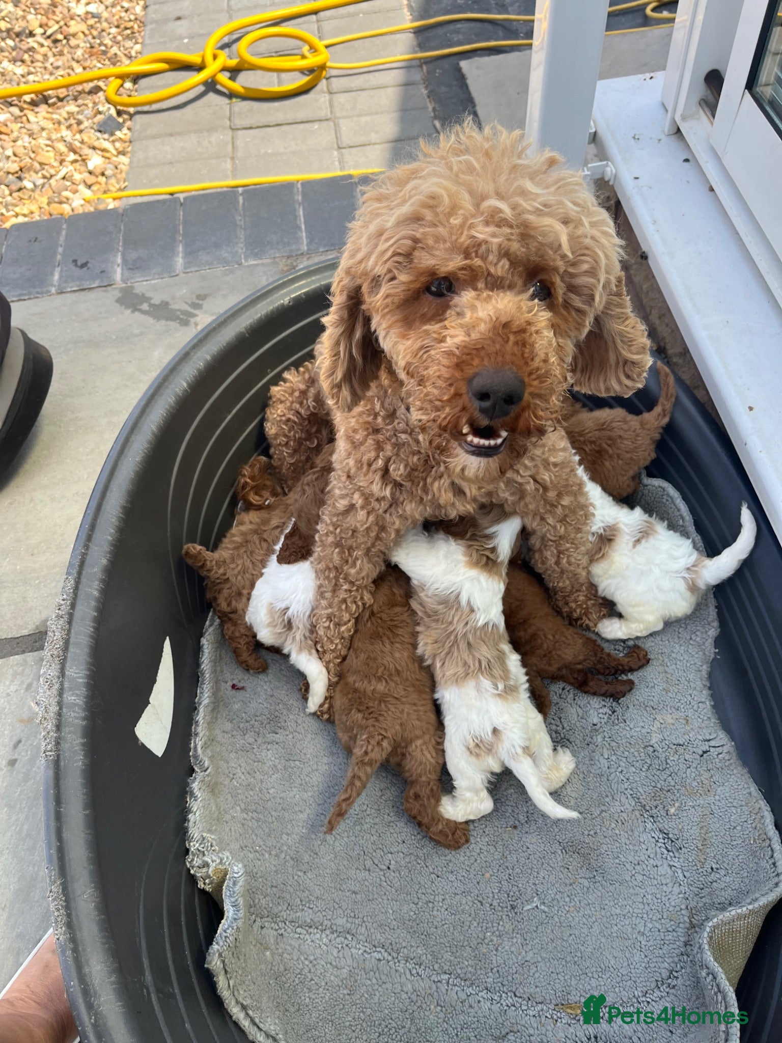 Cavapoo dogs Stunning F1B cabapoo puppies Champion bloodline  - Advert 1