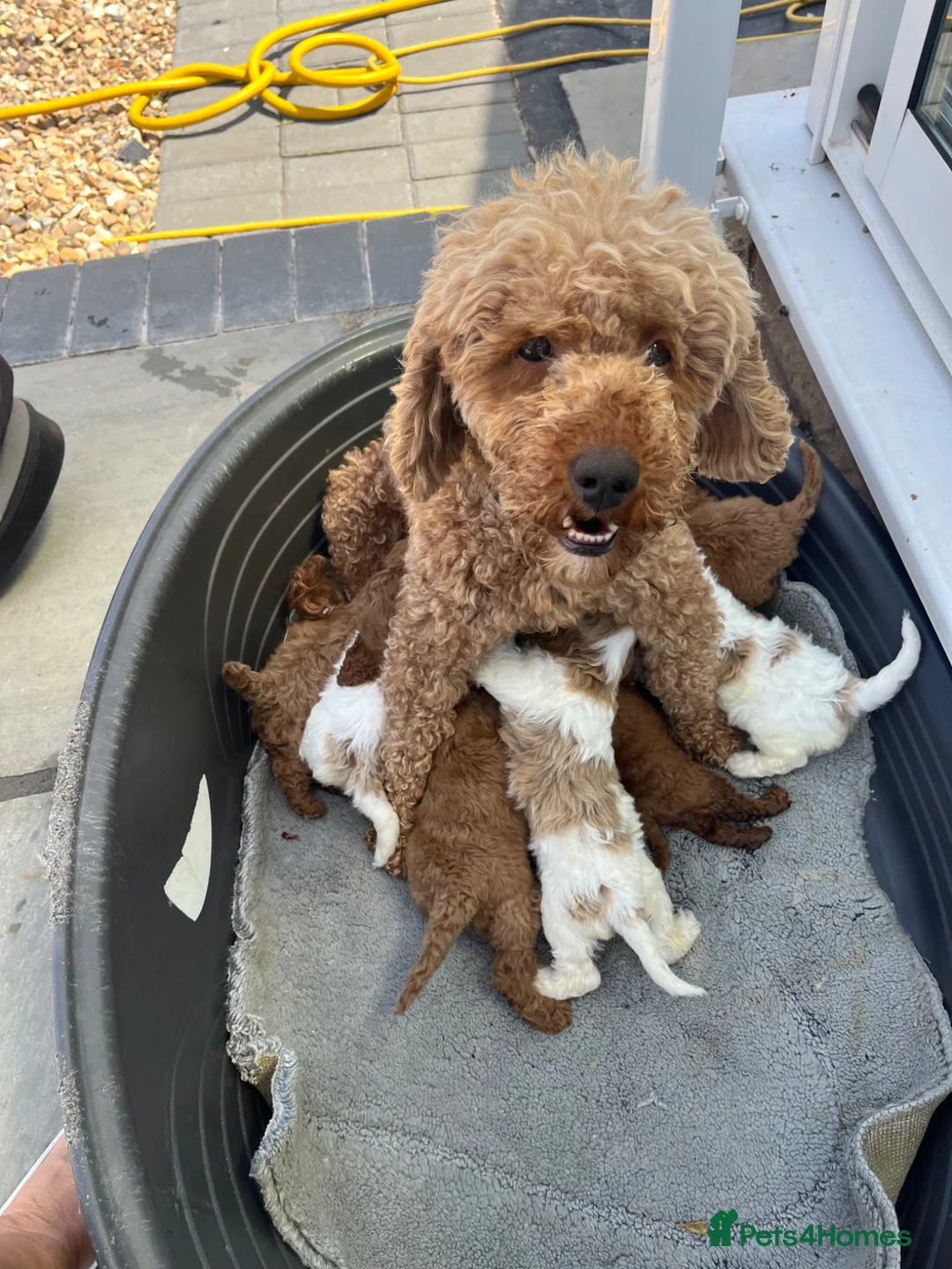 Cavapoo dogs for sale: Stunning F1B cabapoo puppies Champion bloodline  - Advert 1