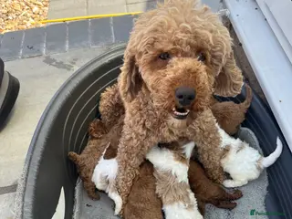 Cavapoo dogs Stunning F1B cabapoo puppies Champion bloodline - Advert 1