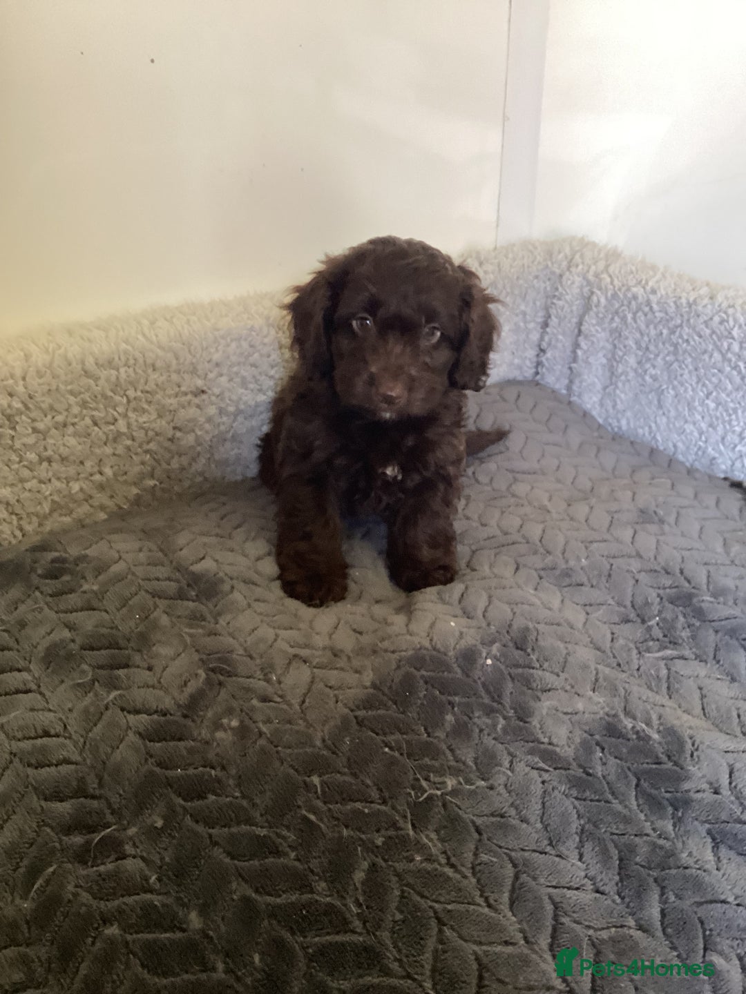 Cockapoo dogs for sale: F1 cockapoo puppies  - Image 5