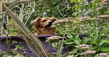 Mixed Breed dogs - Advert 3