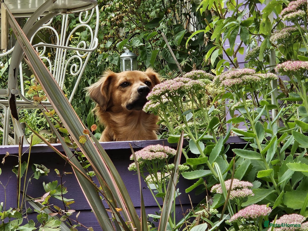 Mixed Breed dogs for adoption: 💖🐶 SANDY 🐶💖 - Image 2