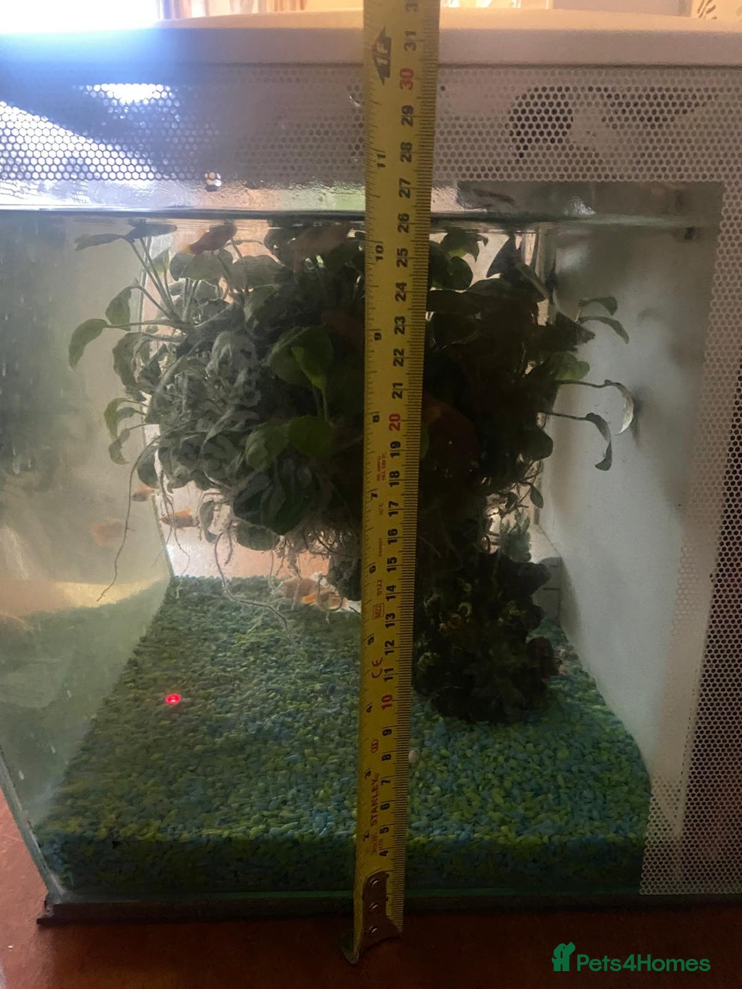 Shrimps fish for sale: Fluval fish tank set up with fish included  - Advert 12
