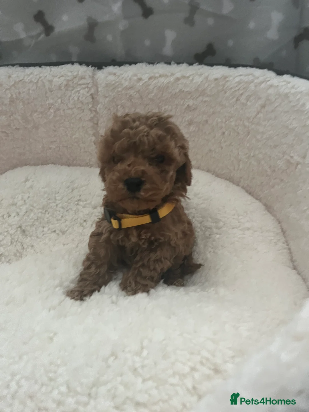Cavapoo dogs for sale: Stunning F1BB Toy cavapoo - Advert 2