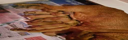 Labrador Retriever dogs for sale: KC REG BEAUTIFUL CHUNKY FOX RED LABRADOR PUPPIES in Wisbech - Advert 16