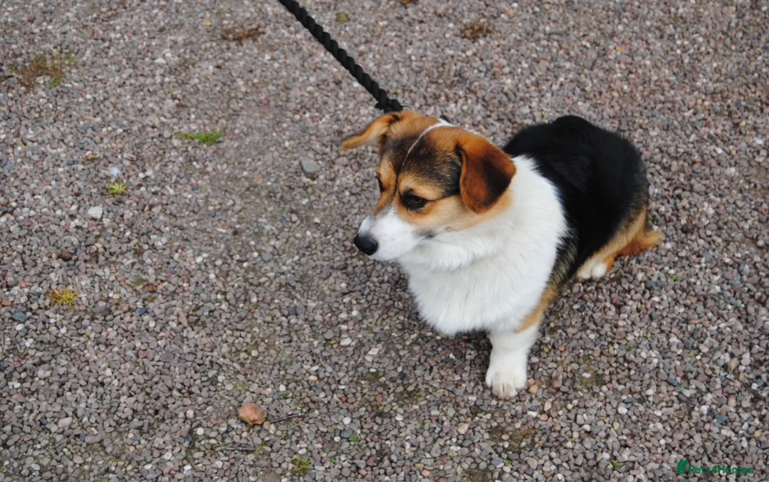 Welsh Corgi Pembroke dogs for stud:  Welsh Pembroke Corgi Boy Available for Stud  - Advert 4