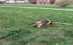 Belgian Shepherd Dog dogs for sale: Belgian Mallinois Male pups for sale - Image 8