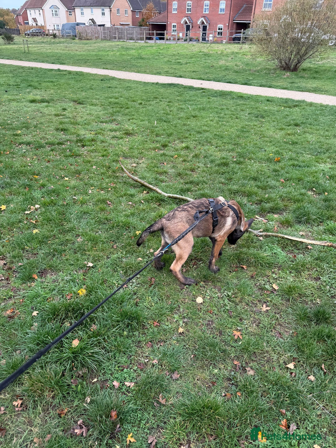 Belgian Shepherd Dog dogs for sale: Belgian Mallinois Male pups for sale - Image 8