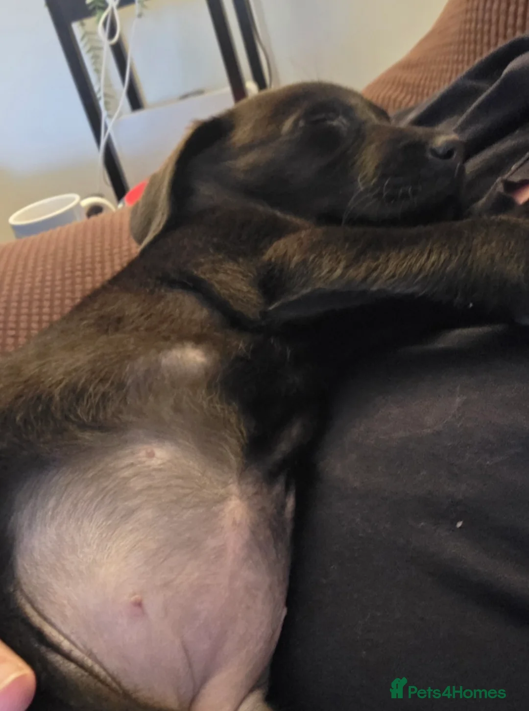 Labrador Retriever dogs for sale: Female Labrador - Advert 7