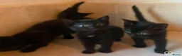 Domestic Shorthair cats for sale: Black Kittens For Sale  - Advert 8