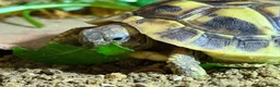Hermann Tortoise reptiles for sale: Hermann tortoise  - Advert 5