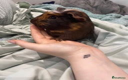 Guinea Pig rodents for sale: Male Guineapig - Image 3