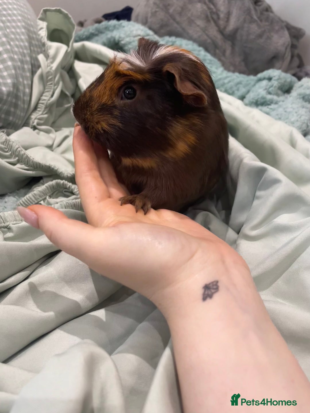 Guinea Pig rodents for sale: Male Guineapig - Image 3