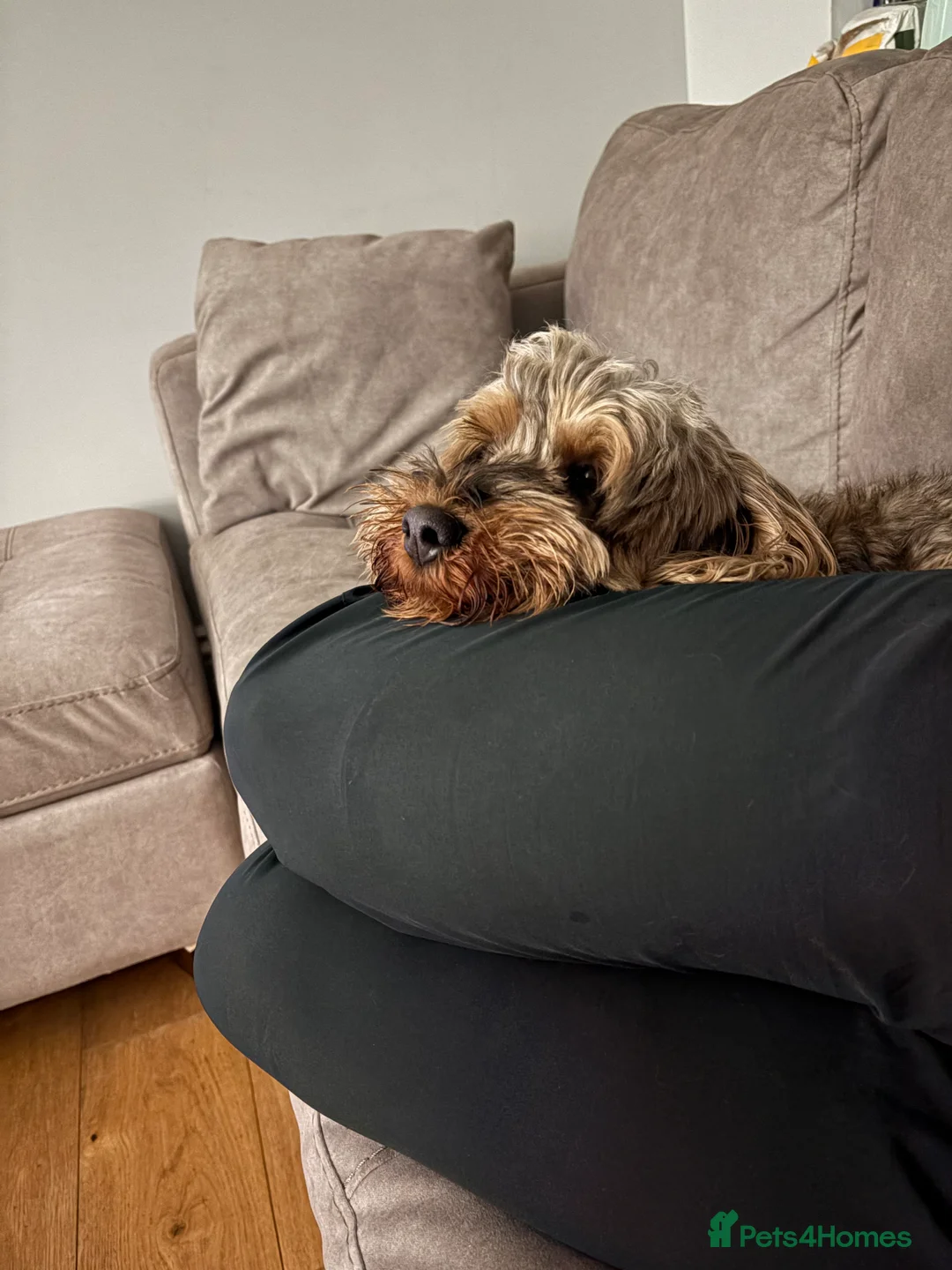 Cockapoo dogs for sale: Our Lovely 3 year old cockapoo to be rehomed  - Advert 5