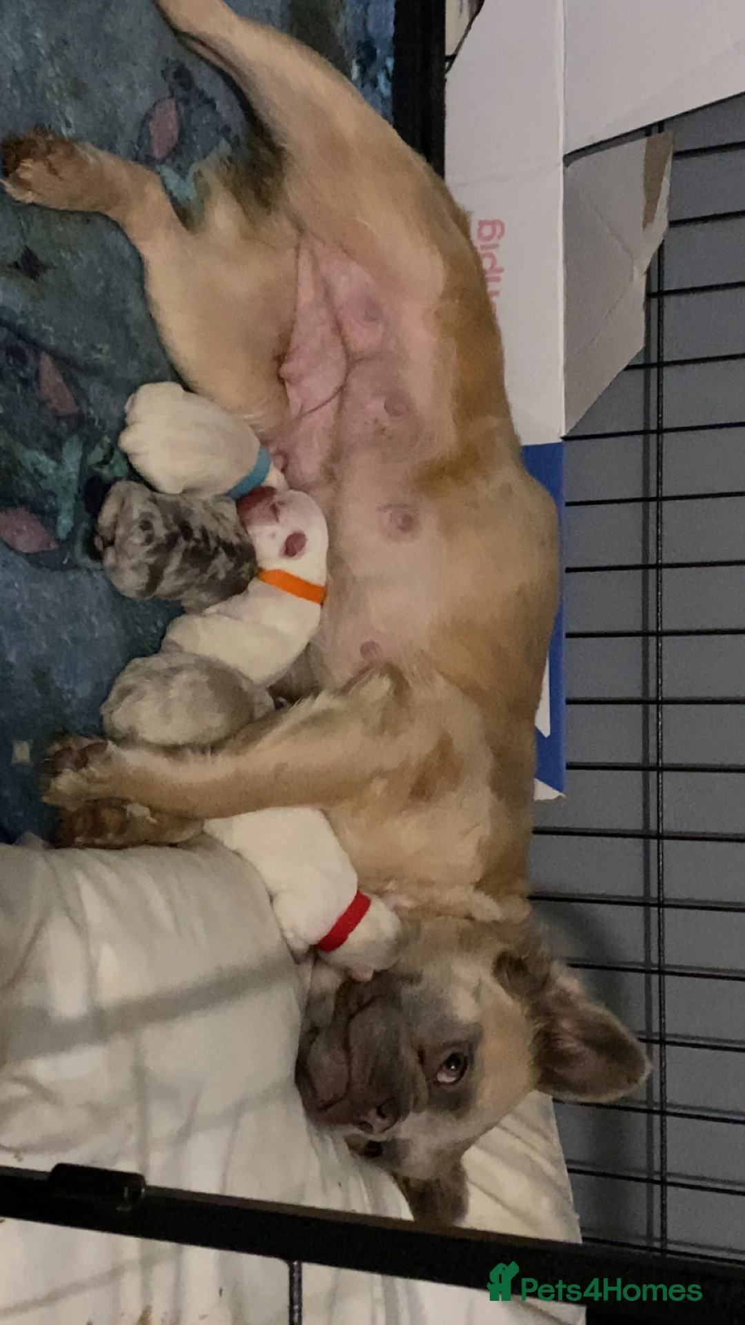 French Bulldog dogs for sale: 🐾 DWKC Registered French Bulldog Puppies  - Advert 8