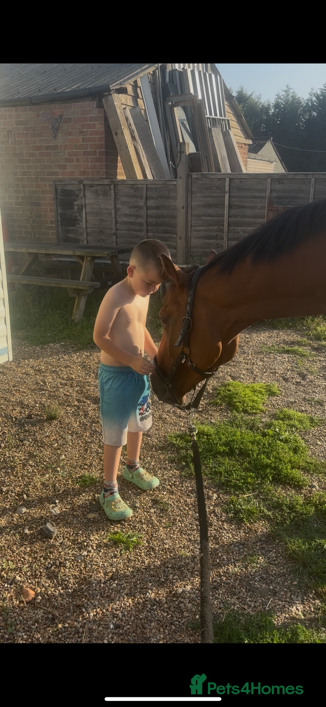 English Thoroughbred horses for sale: Super safe and easy mare  - Image 6