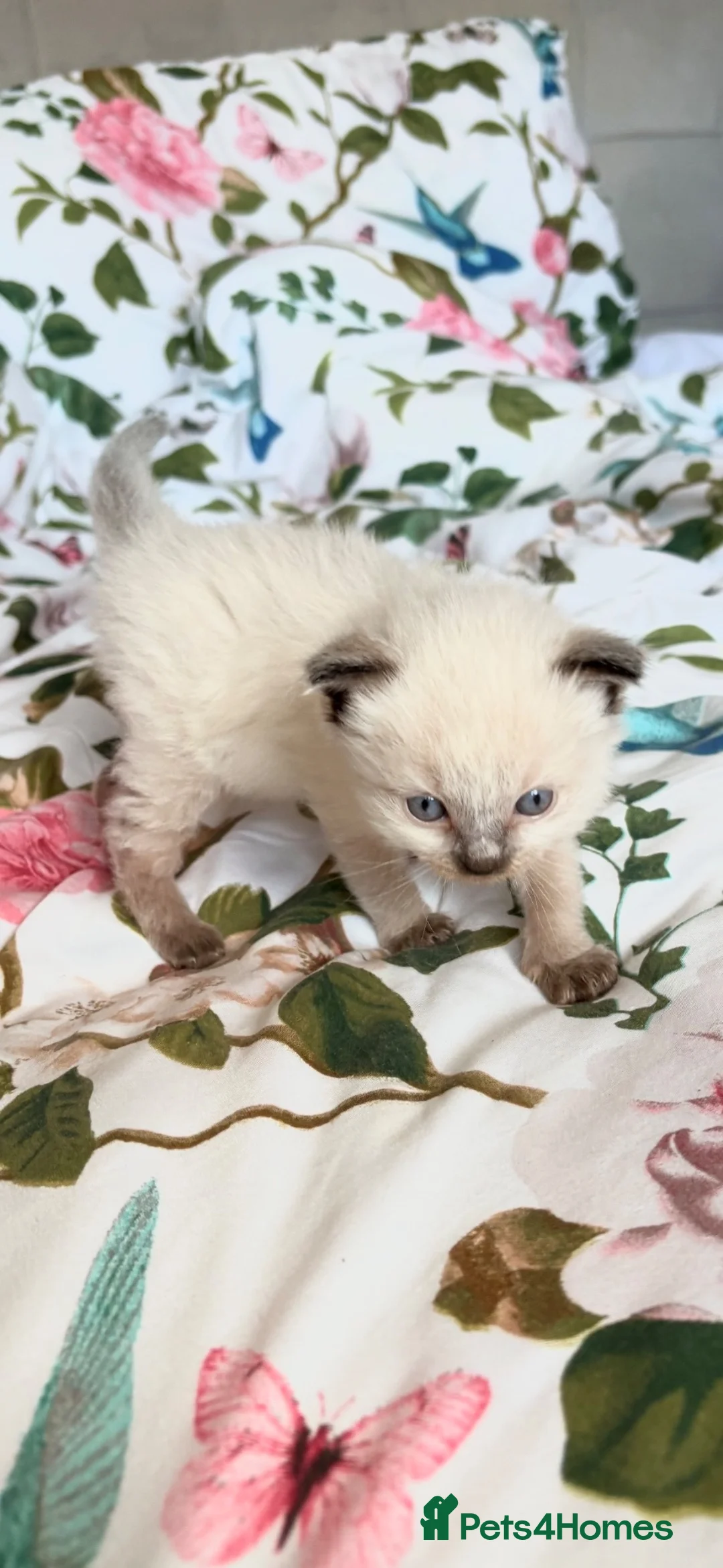 Ragdoll cats for sale: 🦋💙 ADORABLE GCCF BABIES 💙🦋 - Advert 10